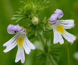 China Eyebright extract manufacturer