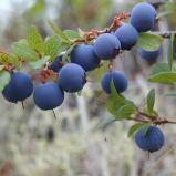 Bilberry extract