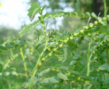 Phyllanthus urinaria linn extract