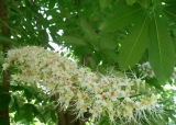 Horse chestnut extract