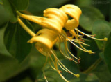 Honeysuchle flowers extract