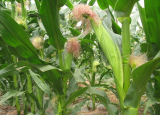 Beta sitosterol corn stigma extract