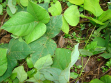 Kudzu root extract