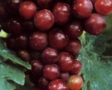 Grape seed extract