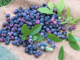 Bilberry extract