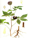 Siberian Ginseng Extract