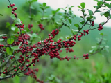 Pubescent holly root extract