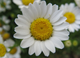 Feverfew extract