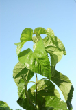 Mulberry leaves extract