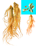 Ginseng extract