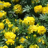 Marigold Flower Extract