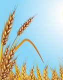wheat extract ,Buckwheat Flavonoids