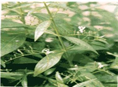 穿心莲提取物