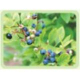 Blueberry Extract -Anthocyanosides Anthocyanidin