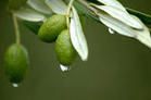 Olive leaf extract,oleuropein
