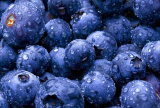 European bilberry extract