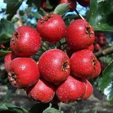 Hawthorn Berry Extracthyperosides Total Flavonoids