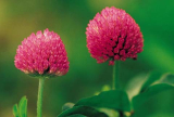 Red Clover