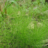 Horsetail Extract Powder