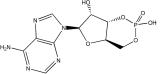  Adenosine 3',5'-cyclic monophosphate