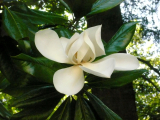 Magnolia Bark plant extract