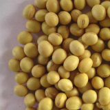 Soybean plant extract