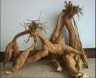 Kudzu Root plant extract