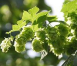 European Hop Spike plant extract
