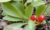Bearberry plant extract