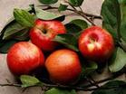 Apple fruit extract