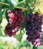 Grape seed extract,Proanthocyanidins