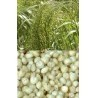 Millet Extract