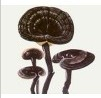 Reishi mushroom extract,polysaccharide