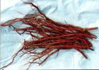 Salvia miltiorrhiza extract