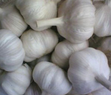 Garlic Extract