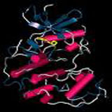 Cyclin-dependent kinase