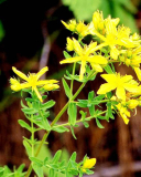 St.John's Wort P.E.