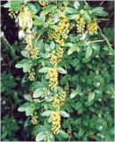 Barberry Extract