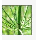 Horsetail Root PE