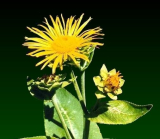 Elecampane