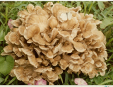 Maitake mushroom extract