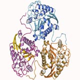 Arginase