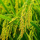 Fertilizer for Rice