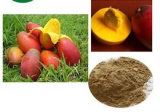 Wild African Mango Seeds Powder