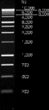 1KB DNA LADDER