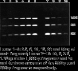 DNA QUANTITATION STANDARDS