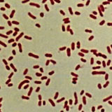 Bacteroides