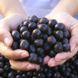 Huachengbio Acai Berry Extract