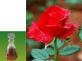 Rose essential oil