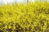 Forsythia